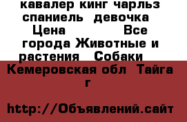  кавалер кинг чарльз спаниель -девочка › Цена ­ 45 000 - Все города Животные и растения » Собаки   . Кемеровская обл.,Тайга г.